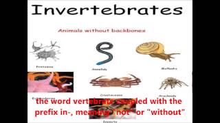 Vertebrates and Invertebrates  Kent English Videos [upl. by Alleuqcaj]