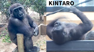 5 yrs old Gorilla Kintaro Chest Beating and Comes to See Visitors [upl. by Nyladnek]