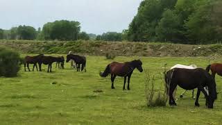 The original Thessalian horse Alexander the Greats horse Bucephalus was a [upl. by Geri]