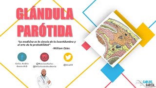 Anatomía  Glándula Parótida Celda Parotídea Vasos y Nervios [upl. by Meid]