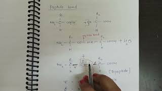 Ramachandran plot [upl. by Dobrinsky]