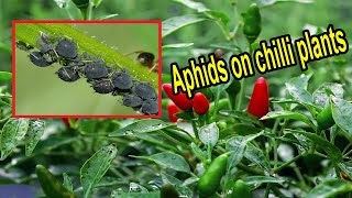 How to get rid of aphids on chilli plants – Remove aphids from chilli plants  Aphid control chilli [upl. by Schonfeld783]