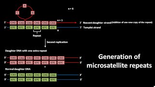 Generation of microsatellite repeats [upl. by Odilia761]