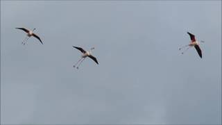 Flying Flamingos Camargue France [upl. by Aitropal]