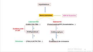 Cours dEndocrinologie vidéo 2  Axe Hypothalamo hypophysaire [upl. by Boigie]