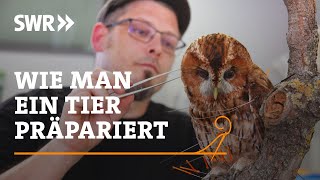 Wie man ein Tier präpariert  SWR Handwerkskunst [upl. by Neural]