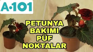 A101 petunya çiçeği bakımı nasıl yapılır [upl. by Nylrahc]