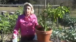 How to Get Rid of Pests on Pepper Plants  Cheaply [upl. by Adamo]