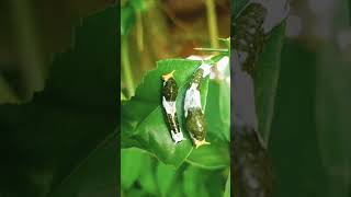 Two caterpillars viralvideo viralshorts [upl. by Aksehcnarf]