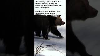 Is a Winter Grizzly Bear More Dangerous [upl. by Lemrahc]