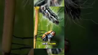 Esta MOSCA está Parasitando una Oruga 🐛 [upl. by Ziom]