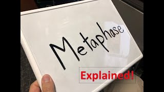 Metaphase explained [upl. by Ttirrej]