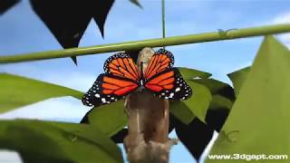 Butterfly life cycle 3d animation [upl. by Jozef]