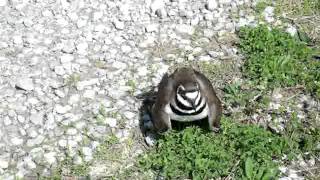 Killdeer Bird  Broken Wing Act [upl. by Natsirk]