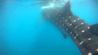 Swimming with Whale Sharks near Isla Mujeres and Cancun in Mexico [upl. by Adiesirb110]