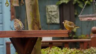 Greenfinch couple enjoying the garden [upl. by Adelheid11]