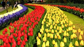 Keukenhof Gardens Netherlands • Tulip Garden in Holland  European Waterways [upl. by Ahoufe]