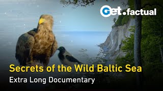 Wildlife and Nature of the Baltic Sea  Extra Long Documentary [upl. by Sonstrom]