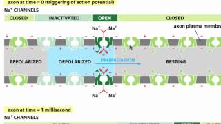 Membrane Proteins II [upl. by Eadwine]