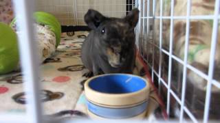 My 5 Skinny Pigs Who Will Let Me Pet Them Today [upl. by Alaj]