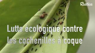 Lutter contre les cochenilles boucliers [upl. by Yule]