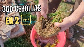 Cómo cultivar CEBOLLAS en poco espacio 👨‍🌾 y tener para todo el año [upl. by Ayinat560]