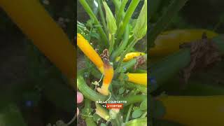 Pourquoi les courgettes pourrissent [upl. by Townsend]