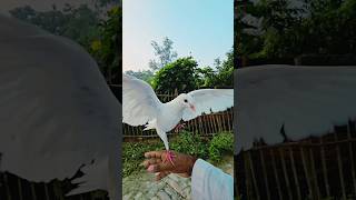 Kabutar vlog pigeon viral short shortsfeed shorts [upl. by Etsirk501]