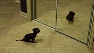 Mini Dachshund Puppy Vs Mirror [upl. by Ludovick]