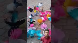 Fantail pigeon colour full pigeons 🕊️🕊️🔥🔥 shortvideo shorts ytshorts youtubeshorts trending [upl. by Genie]