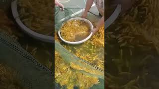 Salvage process of yellow croaker fries from breeding ponds [upl. by Akeme]