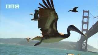 Earthflight  Beautiful flight of Pelicans past Golden Gate Bridge and Alcatraz David Tennant [upl. by Maclay]