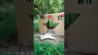 Very Easy Creative cardboard box trap in jungle trending birds trap shortsviral youtubeshorts [upl. by Libb]