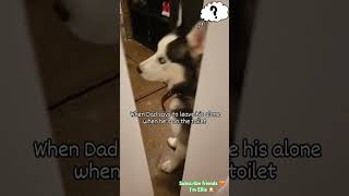 MY ELLIE ALL THE TIME🙈 amor huskii puppy huski music pets huskiesy funny ilovemyhusky cute [upl. by Carlynn]