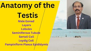 Anatomy of Testis [upl. by Ennoval]