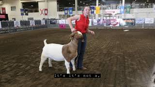 The ABGA Presents How To Show Your Goat with Hannah Kidder [upl. by Atikam434]