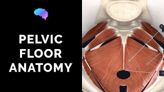 Pelvic Floor Anatomy 3D Anatomy Tutorial  UKMLA  CPSA [upl. by Avek616]