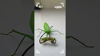 Little Scorpion Shows Mantis Whos Boss mantis scorpion [upl. by Jackie]