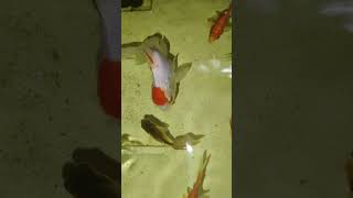 Fi fish guppy aquarium fishing tamil trend [upl. by Auqinal]