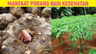 Inilah 7 Manfaat Porang bagi Kesehatan [upl. by Neerehs]