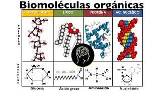 Biomoléculas presentes en células orgánicas carbohidratos lípidos proteínas y ácidos nucleicos [upl. by Noyek225]