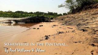 Weird Dancing Plants amp Tequila  The Pantanal [upl. by Ready393]