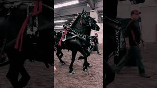 Percheron 4 horse 😍equestrian equestrianism heavyhorse percheron horse equestrianlife [upl. by Leahcir]