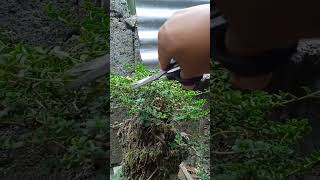 Trimming my Argao Taiwan bonsai from cuttings [upl. by Alphard]