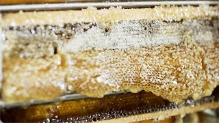 Honey Bee Farming and Harvesting  Professional honey processing line  Honey extraction processing [upl. by Dlawso98]