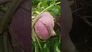 Massive turnips D homestead garden harvest [upl. by Nomelihp]