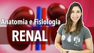 Sistema ExcretorUrinário Aula 12 Anatomia e Fisiologia Renal [upl. by Elleda631]