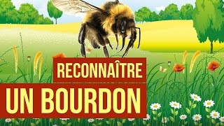 Comment reconnaître un bourdon  Quel est lhabitat du bourdon  Estce que les bourdons piquent [upl. by Allimrac]