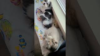 dog puppy dogowner petlovers pets doglover cute comedyvideo comedyshorts [upl. by Einnod]