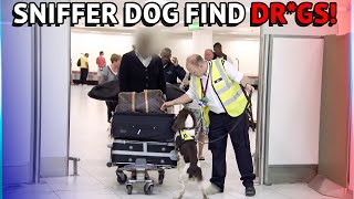 Customs Sniffer Dogs Find Drgs At The Airport [upl. by Lladnarc]